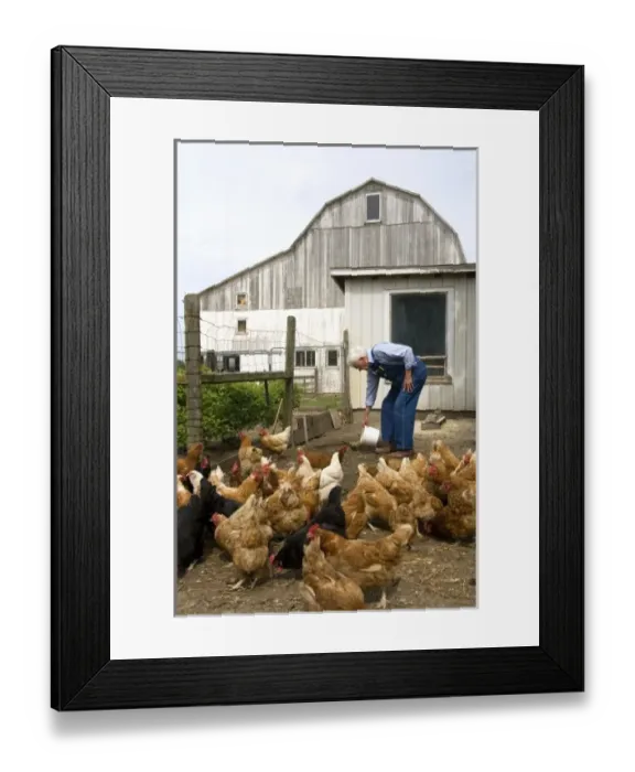 Framed Print : Farmer feeding his chickens on a farm in Lenawee County, Michigan. (MR)