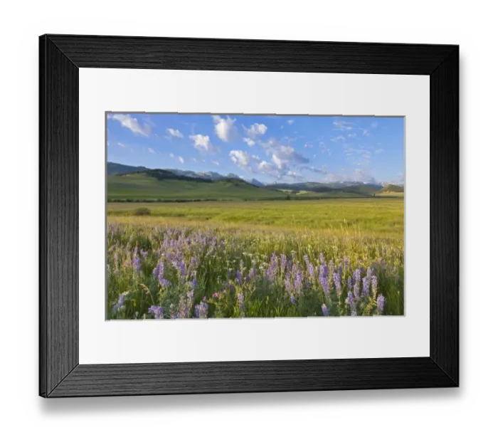 Framed Print : USA, North America, Montana Framed Print : USA, North America, Montana