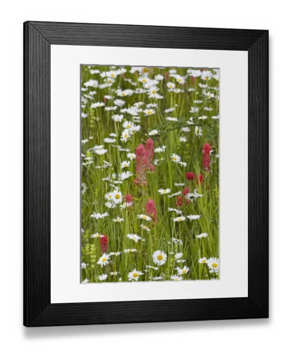 Framed Print : USA, North America, Montana Framed Print : USA, North America, Montana