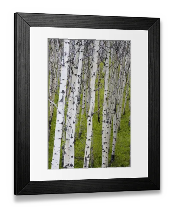 Framed Print : USA, North America, Montana