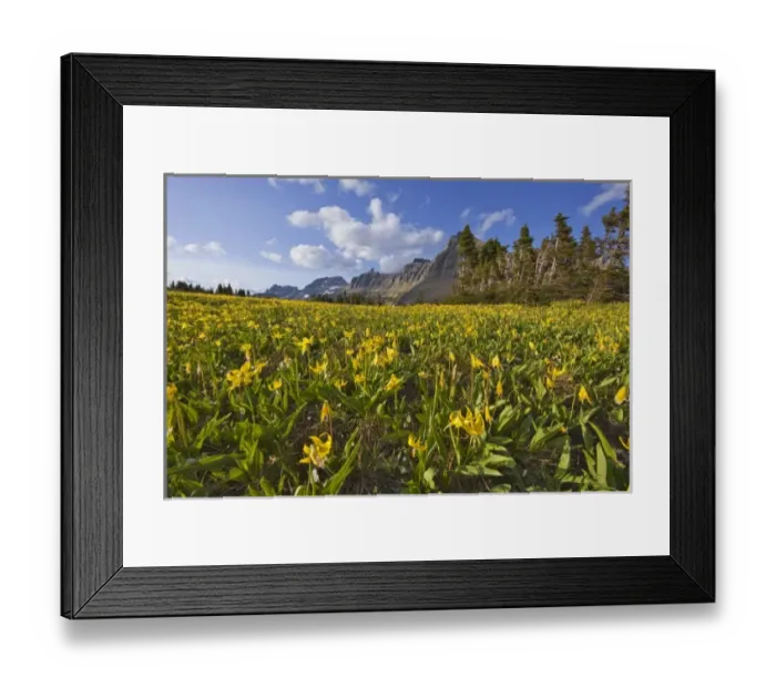 Framed Print : Glacier lillies carpet the meadows at Logan Pass in Glacier National Park in Montana Framed Print : Glacier lillies carpet the meadows at Logan Pass in Glacier National Park in Montana