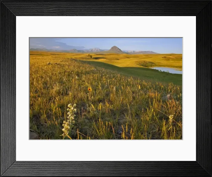 Framed Print : Grasslands along the Rocky Mountain Front near Augusta Montana at first light Framed Print : Grasslands along the Rocky Mountain Front near Augusta Montana at first light