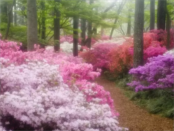 USA; Georgia; Pine Mountain. Azaleas at Callaway Gardens in the spring