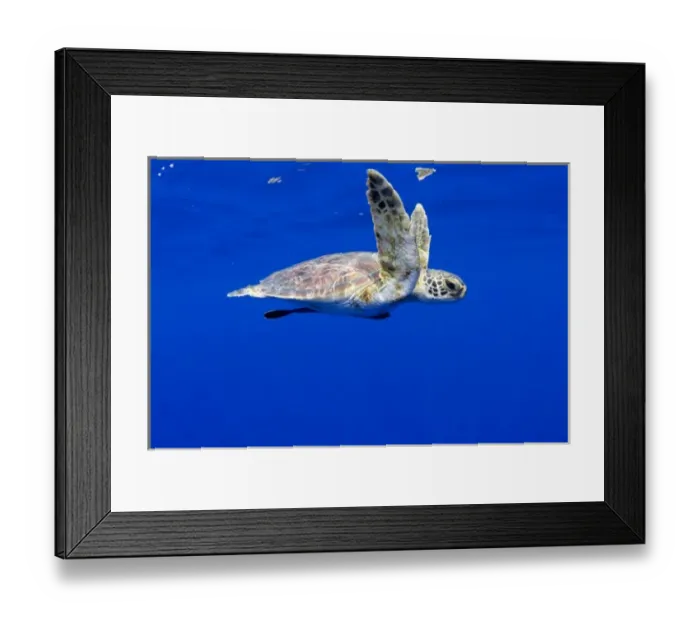 Framed Print : USA, Hawaii, Big Island, Underwater view of small endangered Green Sea Turtle (Chelonia Framed Print : USA, Hawaii, Big Island, Underwater view of small endangered Green Sea Turtle (Chelonia