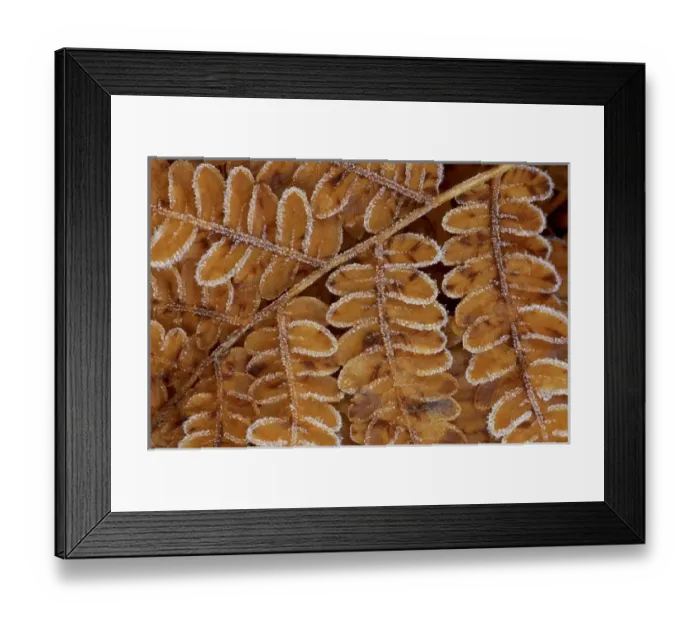 Framed Print : USA, Michigan, Brachen fern section with frost Framed Print : USA, Michigan, Brachen fern section with frost
