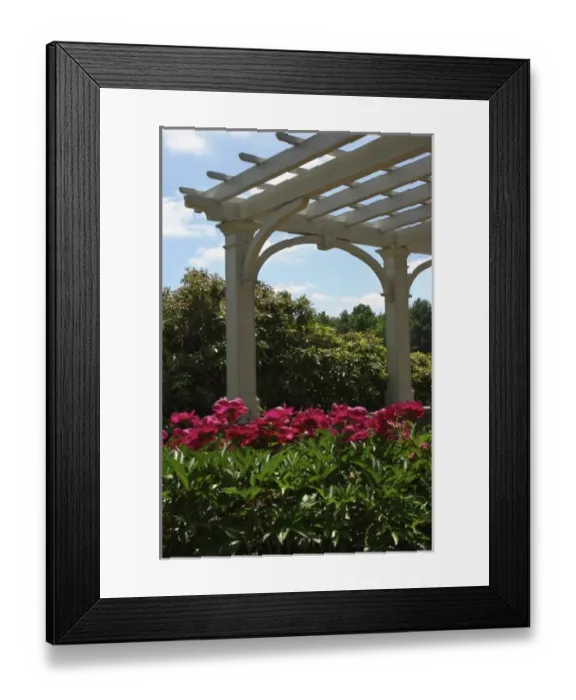 Framed Print : USA, Massachusetts, Boylston, Tower Hill Botanic Garden, paeonies in bloom Framed Print : USA, Massachusetts, Boylston, Tower Hill Botanic Garden, paeonies in bloom