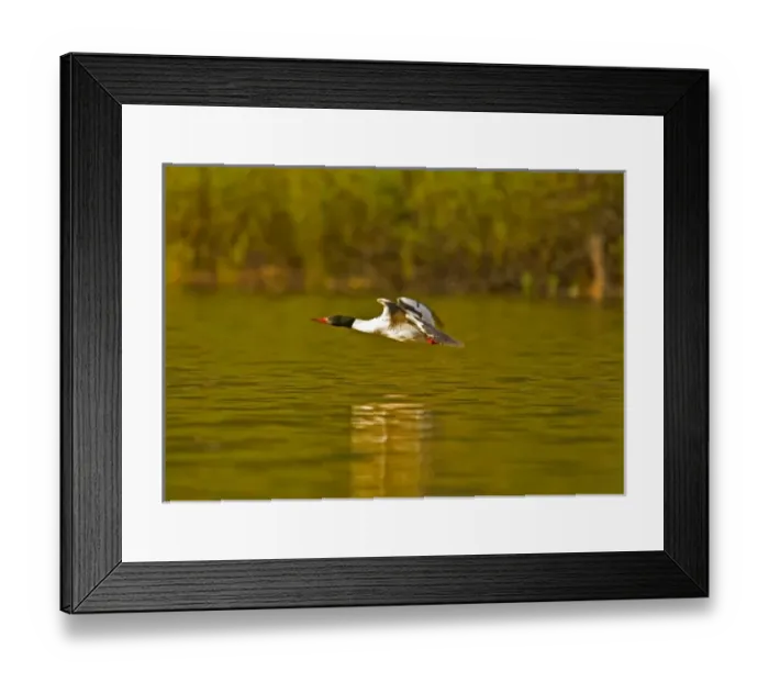 Framed Print : Male common merganser in flight at Whitefish Lake in Whitefish, Montana, USA