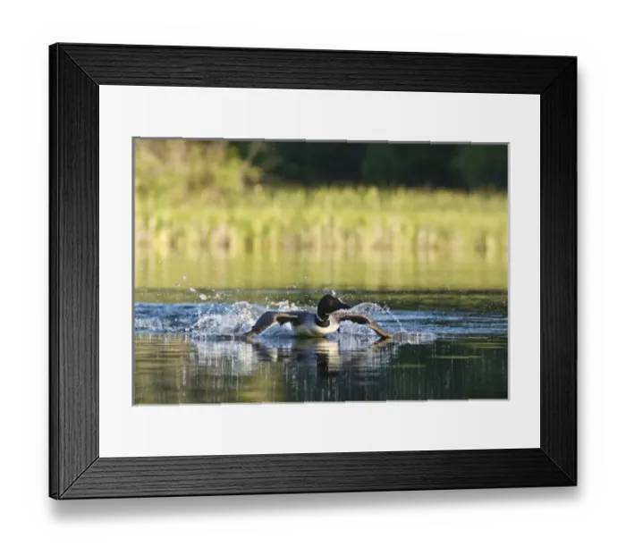 Framed Print : Common loon male displaying aggressive behavior on Beaver Lake near Whitefish, Montana Framed Print : Common loon male displaying aggressive behavior on Beaver Lake near Whitefish, Montana
