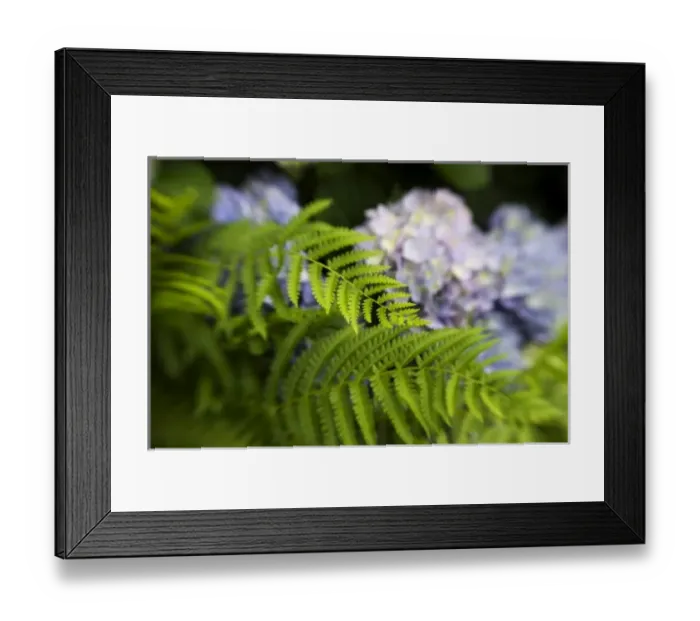 Framed Print : USA; Georgia; Ferns and hydrangea in a Savannah garden in spring Framed Print : USA; Georgia; Ferns and hydrangea in a Savannah garden in spring