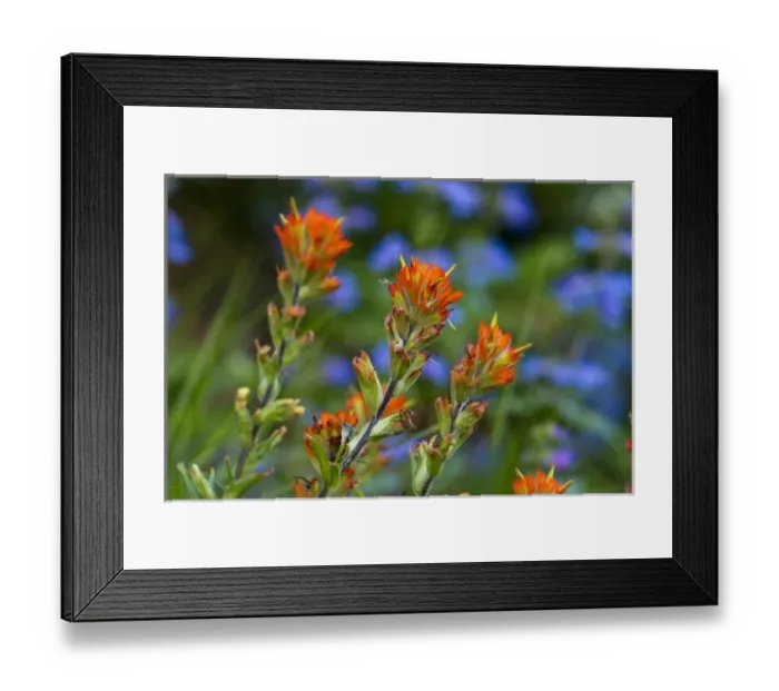 Framed Print : Indian Paintbrush with shrubby penstemon in background in Glacier National Park, Montana Framed Print : Indian Paintbrush with shrubby penstemon in background in Glacier National Park, Montana