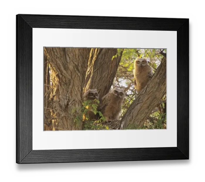Framed Print : Family of Great Horned Owlets (Bubo virginianus) nest in a Cottonwood Tree. These Framed Print : Family of Great Horned Owlets (Bubo virginianus) nest in a Cottonwood Tree. These
