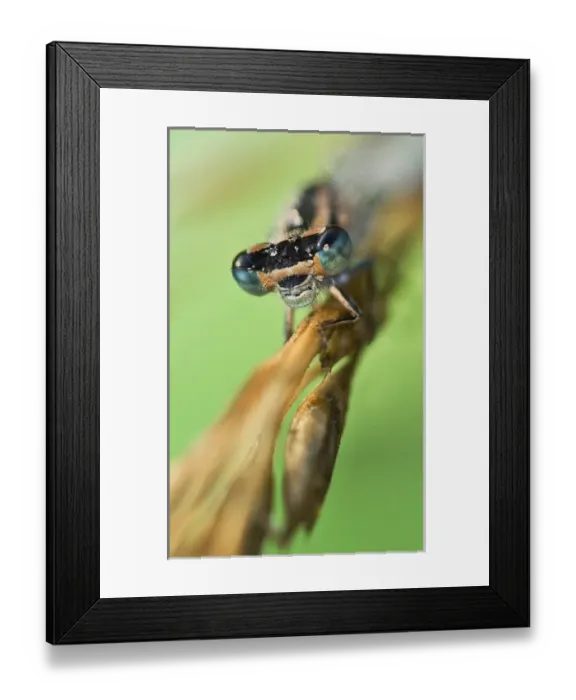 Framed Print : USA, North America, Montana Framed Print : USA, North America, Montana