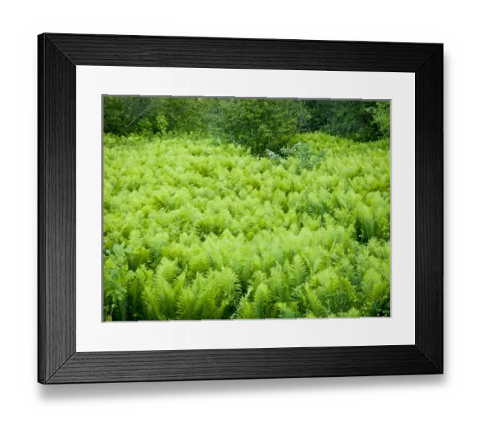 Framed Print : USA, North America, Minnesota Framed Print : USA, North America, Minnesota