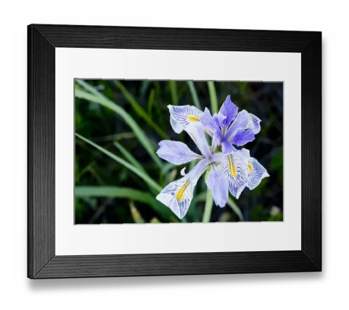 Framed Print : Wild iris wildflowers in the Sun River WMA near Augusta, Montana, USA