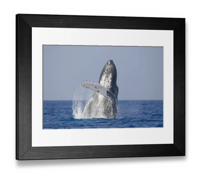 Framed Print : USA, Hawaii, Big Island, Humpback Whale (Megaptera novaengliae) breaching in Pacific