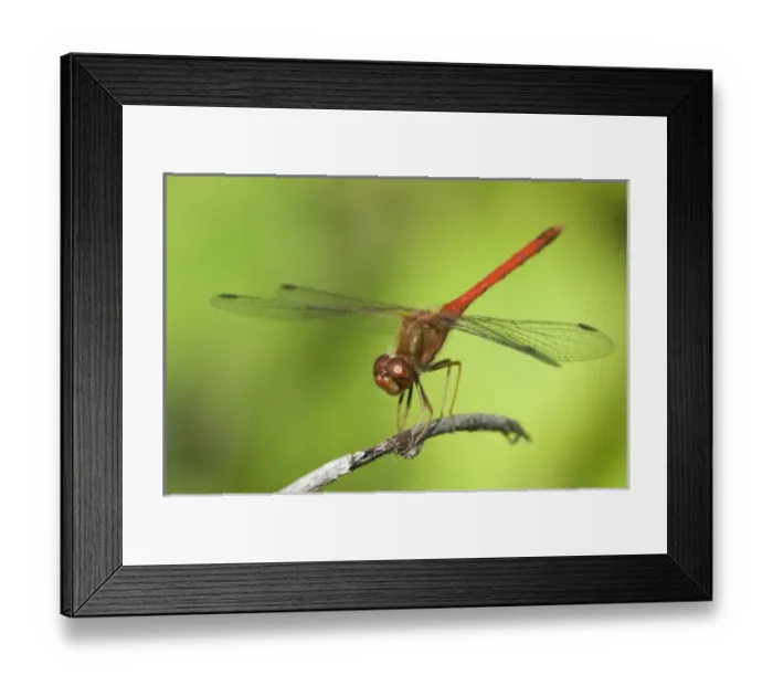 Framed Print : USA, North America, Minnesota