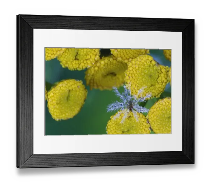 Framed Print : USA, North America, Maine Framed Print : USA, North America, Maine