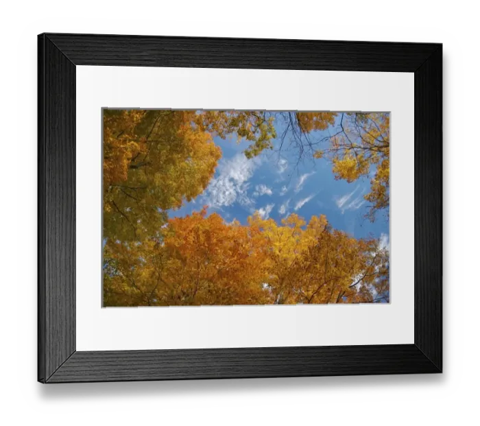 Framed Print : North America, USA, Massachusetts, Shelburne. Looking up at bright fall leaves