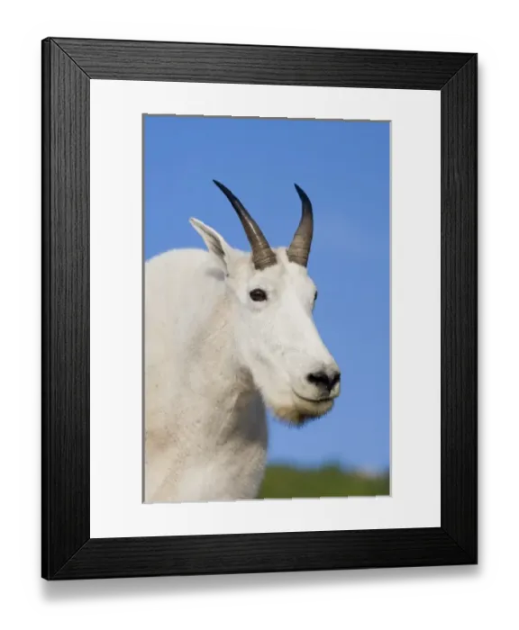 Framed Print : Mountain Goat Billy portrait at Logan Pass in Glacier National Park in Montana Framed Print : Mountain Goat Billy portrait at Logan Pass in Glacier National Park in Montana