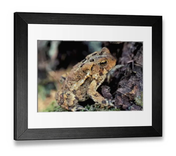 Framed Print : USA, North America, New Hampshire Framed Print : USA, North America, New Hampshire