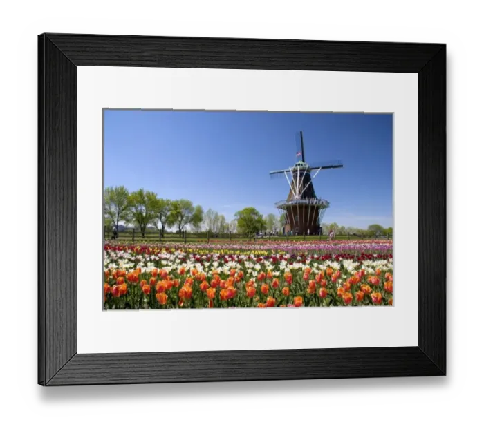 Framed Print : Windmill Island park with tulips in bloom at Holland, Michigan Framed Print : Windmill Island park with tulips in bloom at Holland, Michigan