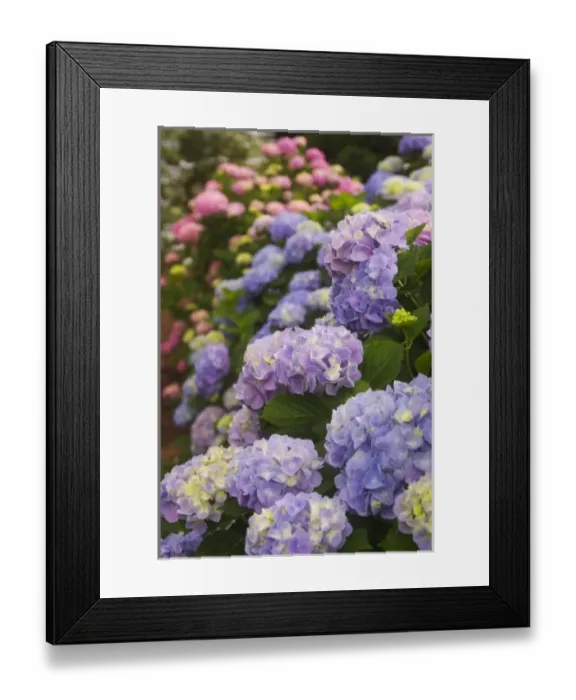 Framed Print : USA; Georgia; Hydrangeas blooming in a Savannah garden Framed Print : USA; Georgia; Hydrangeas blooming in a Savannah garden