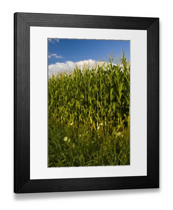 Framed Print : USA, North America, Massachusetts Framed Print : USA, North America, Massachusetts