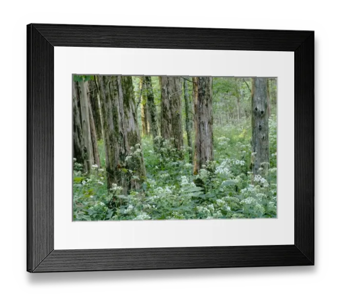 Framed Print : White snakeroot beneath a cedar forest, White Oak Trail, Mammoth Cave National Park Framed Print : White snakeroot beneath a cedar forest, White Oak Trail, Mammoth Cave National Park