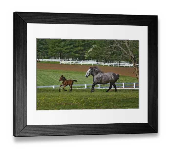 Framed Print : Mare and young colt running in paddock, Kentucky Horse Park, Lexington, Kentucky Framed Print : Mare and young colt running in paddock, Kentucky Horse Park, Lexington, Kentucky