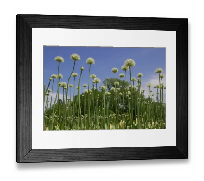 Framed Print : USA, New England, Massachusetts, Boston, Allium flowers in Boston Public Garden Framed Print : USA, New England, Massachusetts, Boston, Allium flowers in Boston Public Garden