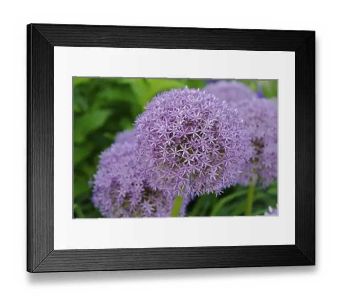Framed Print : USA, Massachusetts, Shelburne Falls. Flowers on Shelburnes Bridge of Flowers