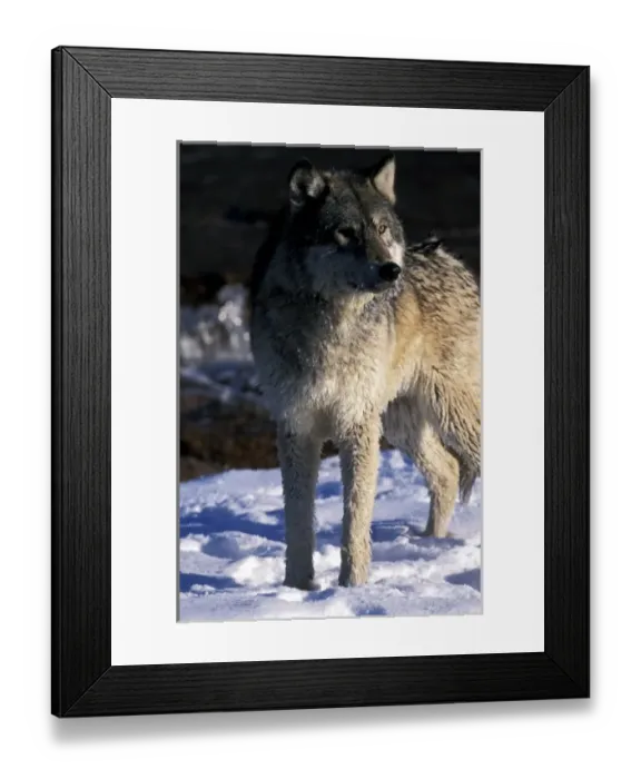 Framed Print : North America, USA, Minnesota. Wolf (Canis lupus)