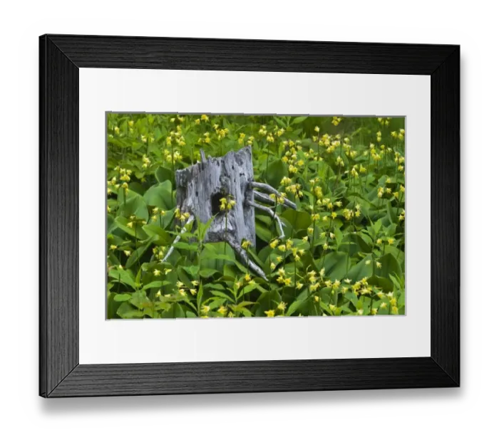 Framed Print : USA, Maine
