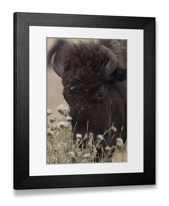 Framed Print : USA, North America, Montana Framed Print : USA, North America, Montana