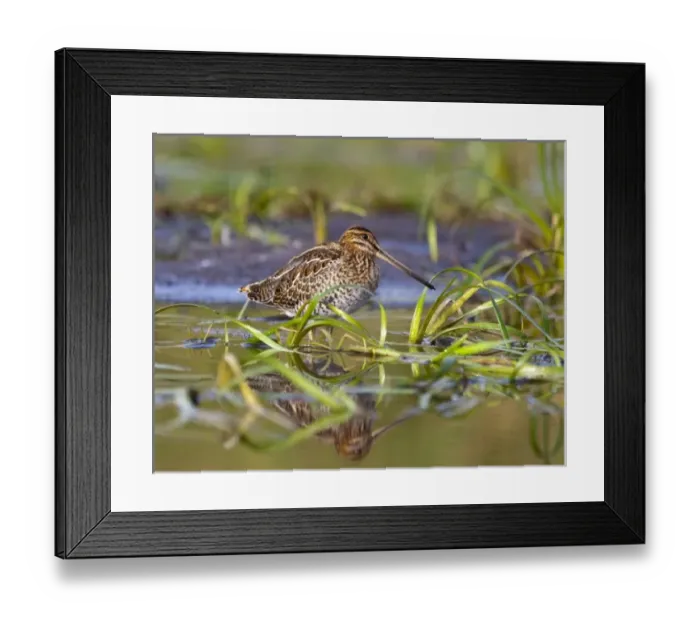 Framed Print : USA, North America, Montana Framed Print : USA, North America, Montana