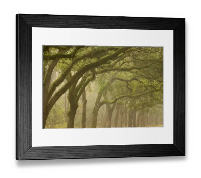 Framed Print : USA, North America, Georgia