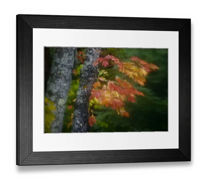 Framed Print : USA, Michigan, Upper Peninsula. Autumn colors of maple leaves Framed Print : USA, Michigan, Upper Peninsula. Autumn colors of maple leaves