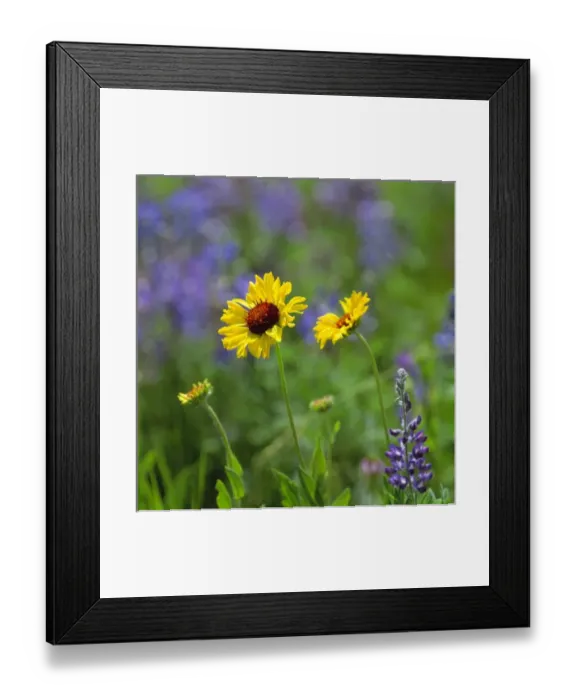 Framed Print : USA, Montana, Glacier NP. Black-eyed Susans and lupine fill the meadow in Glacier National Park Framed Print : USA, Montana, Glacier NP. Black-eyed Susans and lupine fill the meadow in Glacier National Park