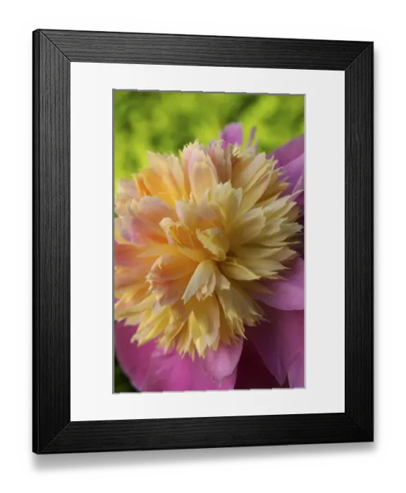 Framed Print : USA, North America, Massachusetts Framed Print : USA, North America, Massachusetts