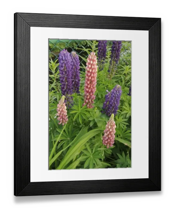 Framed Print : USA, Massachusetts, Shelburne Falls. Flowers on Shelburnes Bridge of Flowers Framed Print : USA, Massachusetts, Shelburne Falls. Flowers on Shelburnes Bridge of Flowers