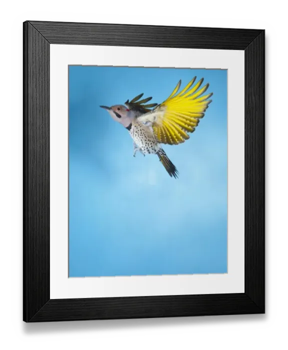 Framed Print : North America, USA, Minnesota, Northern Flicker Flying Framed Print : North America, USA, Minnesota, Northern Flicker Flying