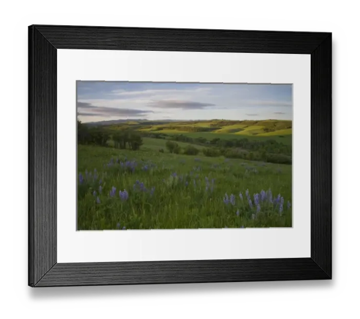 Framed Print : Lupine grows above Cottonwood Creek in ther foothills of the Big Snowy mountains Framed Print : Lupine grows above Cottonwood Creek in ther foothills of the Big Snowy mountains