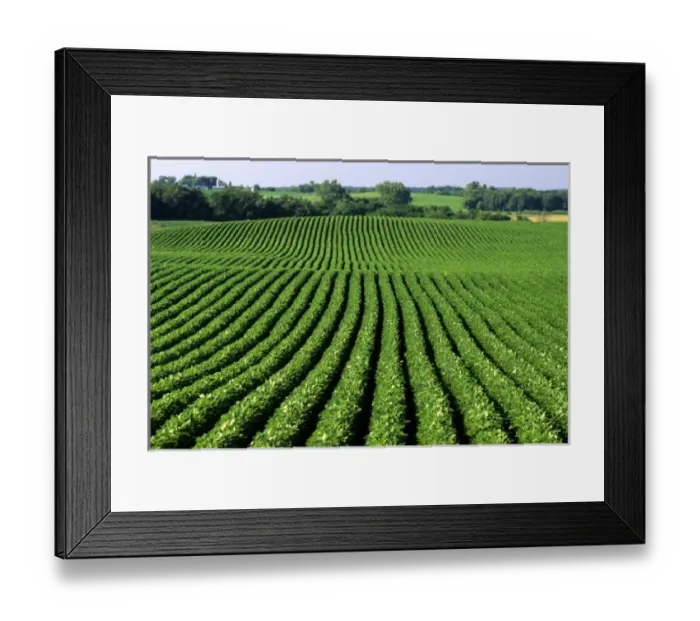 Framed Print : Soybean field in Waterville, Minnesota Framed Print : Soybean field in Waterville, Minnesota