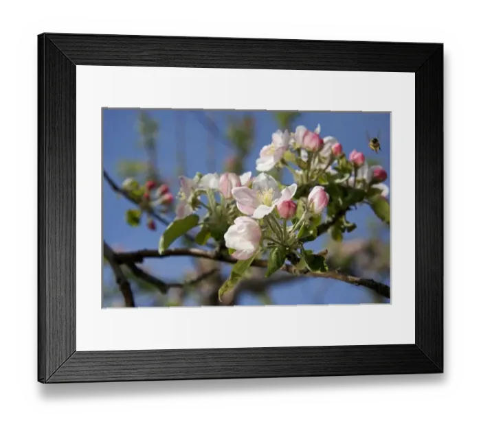 Framed Print : Honey bee and apple blossoms in Idaho