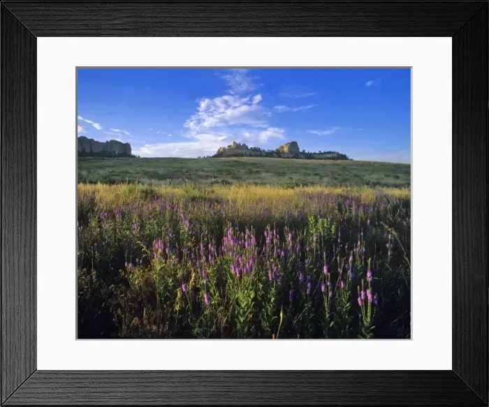 Framed Print : Blue vervain wildflowers and Red Cloud Buttes at Fort Robinson State Park, Nebraska, USA Framed Print : Blue vervain wildflowers and Red Cloud Buttes at Fort Robinson State Park, Nebraska, USA