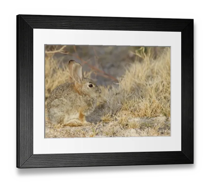 Framed Print : USA, North America, Nevada