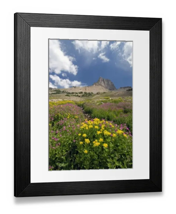 Framed Print : Indian Paintbrush and Monkey Flwoers, Alaska Basin, Targhee National Forest, Idaho Framed Print : Indian Paintbrush and Monkey Flwoers, Alaska Basin, Targhee National Forest, Idaho