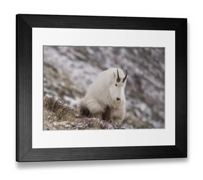Framed Print : Billy Mountain Goat on Altyn Ridge in Glacier National Park, Montana, USA