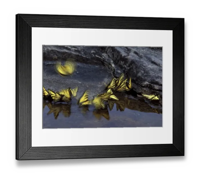 Framed Print : USA, Michigan, Upper Peninsula, Canadian tiger swallowtail butterflies gather Framed Print : USA, Michigan, Upper Peninsula, Canadian tiger swallowtail butterflies gather