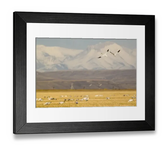 Framed Print : USA, North America, Montana Framed Print : USA, North America, Montana